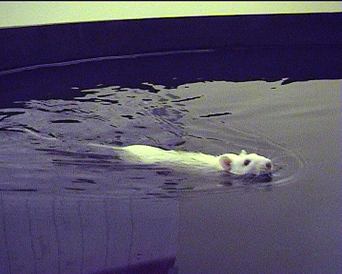 [모리스 수중 미로실험에서 실험쥐가 수조 속에 숨겨진 탈출섬을 찾고자 헤엄치고 있다]