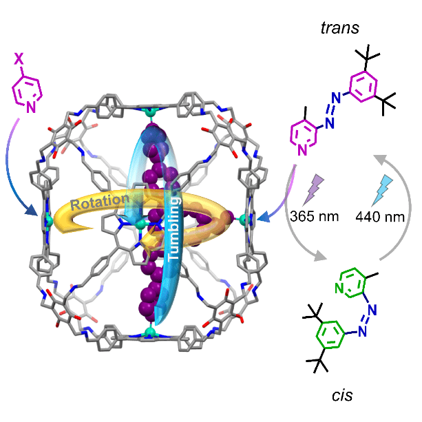 Figure 2. Remotely controlled rotation and tumbling motion of the rotor in the presence of chemical stimulants and a photo-responsive molecule.