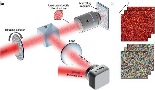 [Figure 1] (a) Schematic of compressed time-reversal matrix microscope. Random speckle fields generated by a rotating diffuser sequentially illuminate the sample underneath an aberrating medium, and the reflected speckle fields are measured by an off-axis digital holographic microscope. BS: beam splitter. OL: objective lens. (b) Examples of measured hologram images for speckle fields. (top : intensity, bottom : phase)