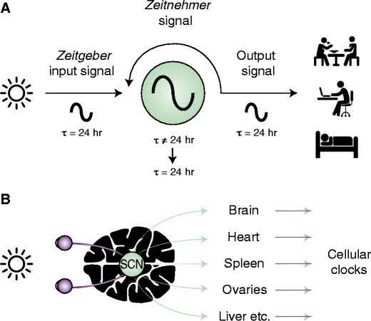 Figure 1. General structure of the circadian clock. (From Violetta Pilorz, Charlotte Förster, Henrik Oster, Pflugers Arch - Eur J Physiol (2018))