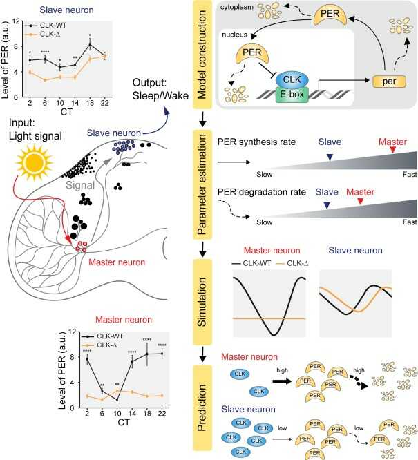 Figure 2. (left) The circadian clock operates as a network where the master pacemaker and slave oscillator are organized in a hierarchical manner. Although they generate rhythms via an identical transcriptional-translational feedback loop (TTFL) of PER proteins, the generated PER rhythms are different between them. (right) By using a mathematical model describing the TTFL of the Drosophila circadian clock (top), we identified the differences between master and slave clock neurons (bottom).