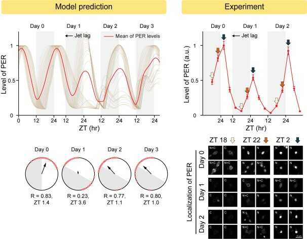 Figure 3. The combination of mathematical model simulations and experiments found how the master clock neurons can obtain both robustness (i.e., high amplitude and period robustness) and plasticity (i.e., fast entrainment and a wide range of entrainment). (left) The model predicts that when jet lag occurs, the master clock neurons dispersed the phase of rhythms, reducing the amplitude of rhythms. This leads to the rapid adaption to the new time zone. (right) This model prediction was confirmed by the follow-up experiments.