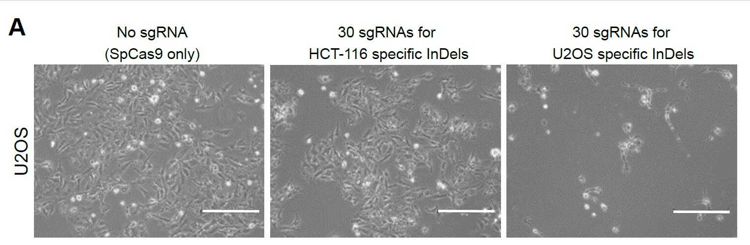 HCT-116(결장암 세포) 및 U2OS(골육종 세포)의 전체 게놈 서열 결정을 통해, 이들 암세포에 공통으로 존재하는 InDel 돌연변이들을 찾아냈다. 연구진은 U2OS에서 발견한 InDel 돌연변이들을 표적하는 유전자 가위를 제작해 U2OS 세포에 전달했을 때 U2OS 세포만을 죽임을 확인했다. CINDELA 기술이 암세포를 맞춤형으로 사멸시킬 수 있음을 입증한 것이다.