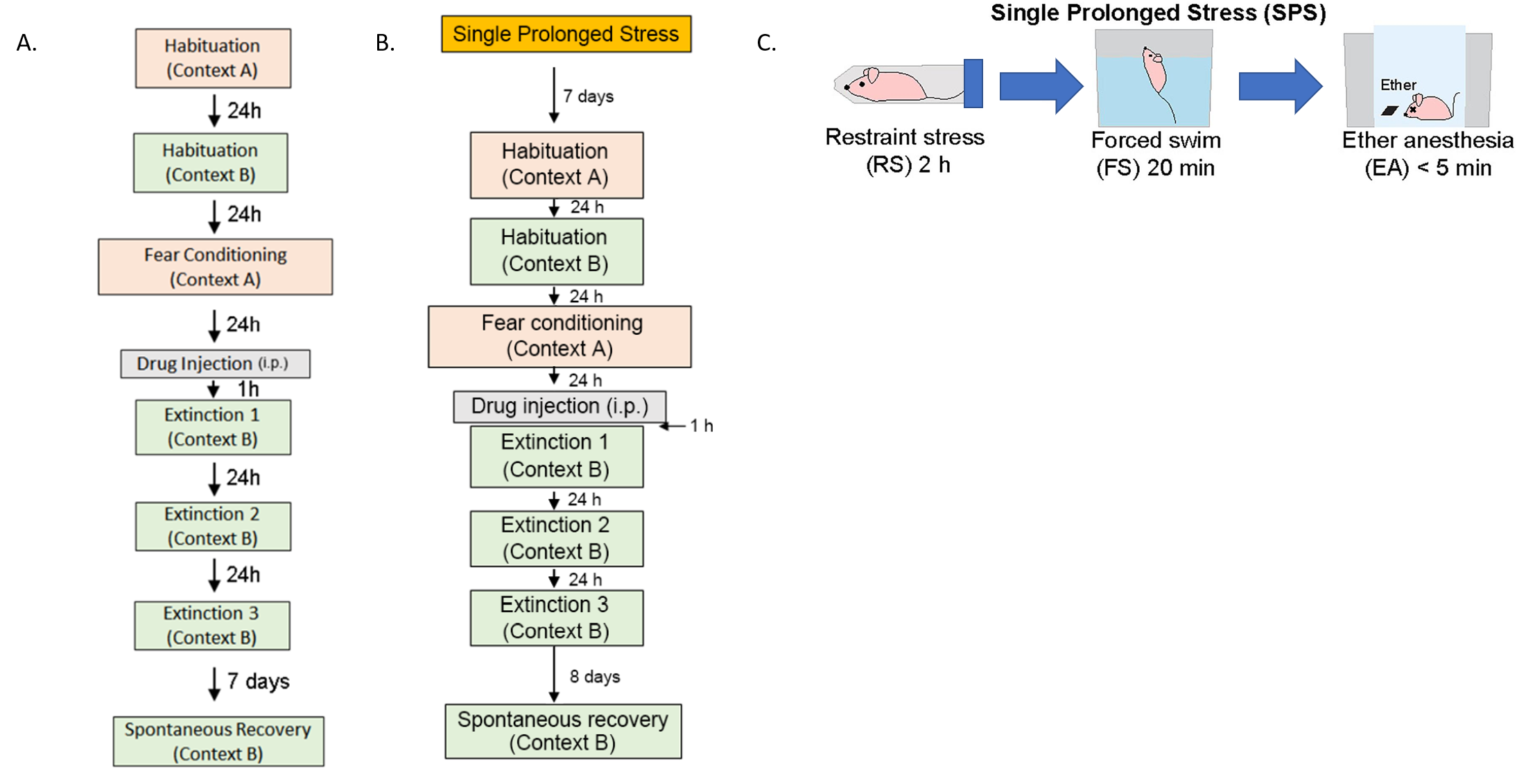 Figure 1. Experimental setup using a mouse model of PTSD. A) auditory fear conditioning model, B) single prolonged stress model, and C) schematic of single prolonged stress inflicted on the animals.