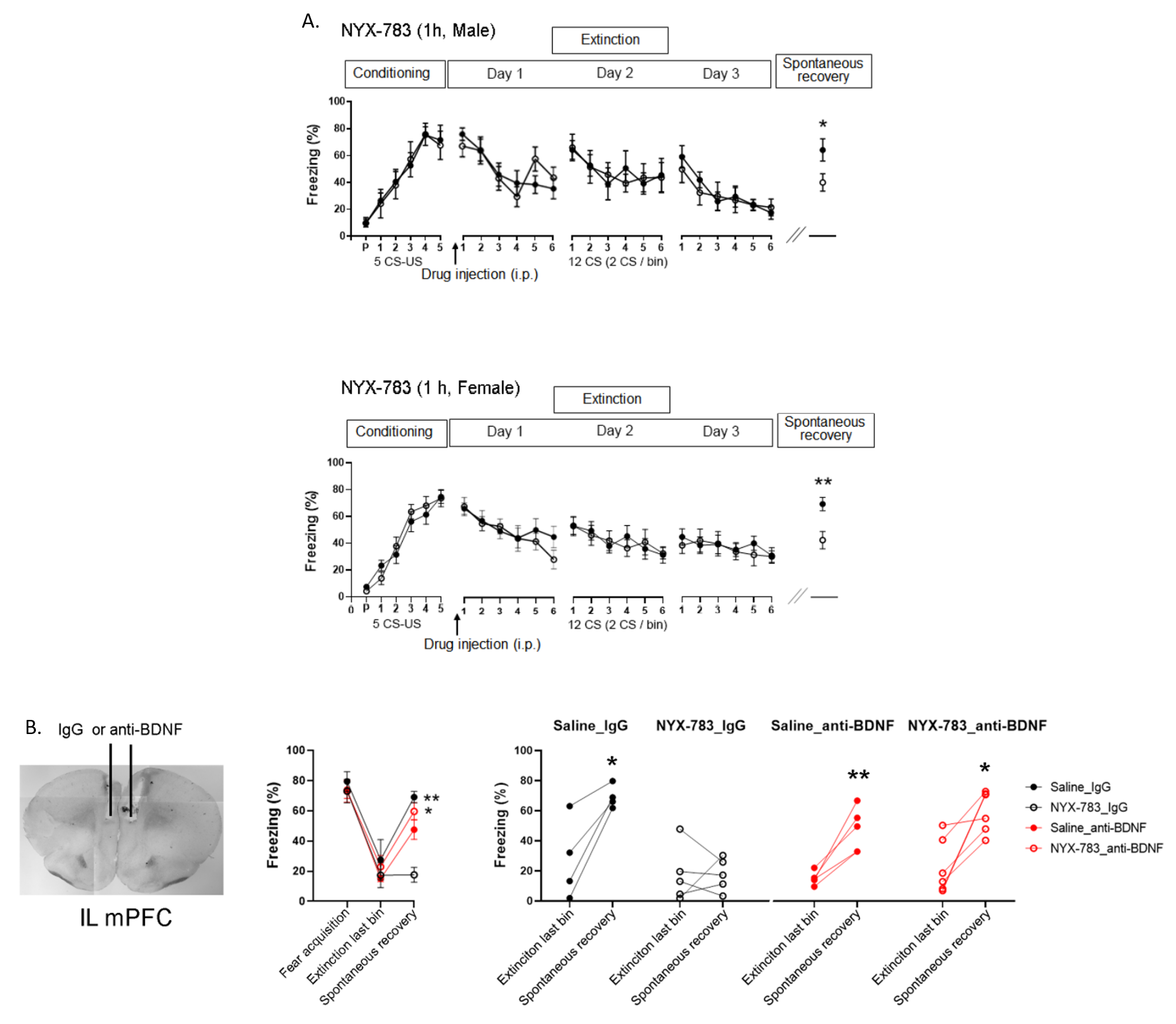 Figure 2. Experimental data of this study. A) Injection of NYX-783 before the extinction therapy resulted in the successful extinction of PTSD memories and prevented spontaneous recovery. The drug treatment was more effective in female mice, suggesting differential sensitivity of NMDAR modulators in males and females. B) When the activity of endogenous BDNF was blocked in the mouse brain using an antibody, the PTSD memory underwent spontaneous recovery even after successful extinction. When the activity of endogenous BDNF was blocked, NYX-783 injected mice fared no better than those injected with saline.