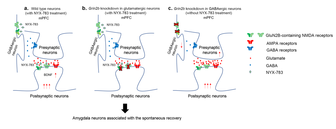 Figure 3. Putative molecular mechanism of PTSD treatment. A) In normal mice, NYX-783 acts on the GluN2B subunit of NMDA receptors in glutamatergic neurons, which results in upregulation of BDNF and inhibition of PTSD spontaneous recovery. B) When GluN2B is knocked down in glutamatergic neurons, it eliminated the effectiveness of NYX-783, since the drug no longer has a valid target. C) When GluN2B is knocked down in GABAergic neurons, it lessens the degree of inhibition on the glutamatergic neuron. More glutamate is released, which activates the postsynaptic pyramidal neuron, resulting in a baseline reduction in spontaneous recovery.