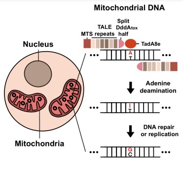 Figure 2. Graphical abstract showing how TALEDs work in mitochondria. First, adenine is deaminated to inosine. Next, inosine is converted to guanine by DNA repair or replication.