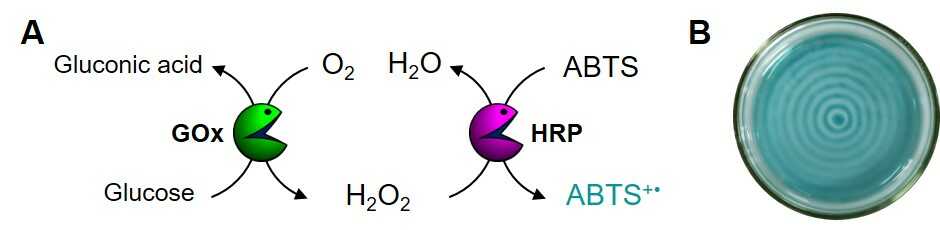 (A) 포도당 산화효소(glucose oxidase, GOx)와 겨자무 과산화효소(horseradish peroxidase, HRP)로 구성된 다단계 효소반응 시스템. 최종 생성물인 ABTS 라디칼 분자의 청록색을 관찰하여 반응의 진행 정도를 확인할 수 있다. (B) 40 Hz의 소리 존재 하에 효소반응이 진행되는 마루 영역에서만 색깔이 나타나며, 각각의 동심원은 마디로 분리되어 서로 섞이지 않는다.