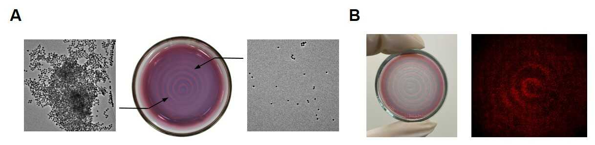 (A) 카르복실 산 작용기로 둘러싸인 금 나노입자는 효소반응에 의하여 산성으로 변한 마루 영역에서 용해도가 감소하여 응집 현상이 일어난다. 나노 입자의 영역별 응집 현상은 색깔 변화와 더불어 각 영역에서의 TEM 이미지에서 확인할 수 있다. (B) 나노 입자가 패턴된 수화젤 사진(좌측)과, 그 위에서 기른 세포의 형광 패턴 이미지(우측).