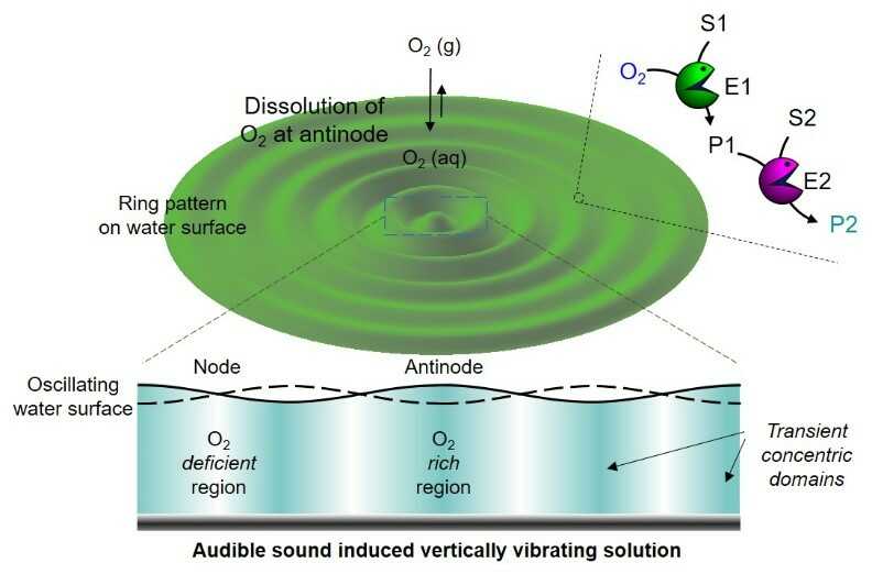 Figure 1. Audible sound-induced generation of transient domains and spatiotemporally controlled cascade reaction networks.