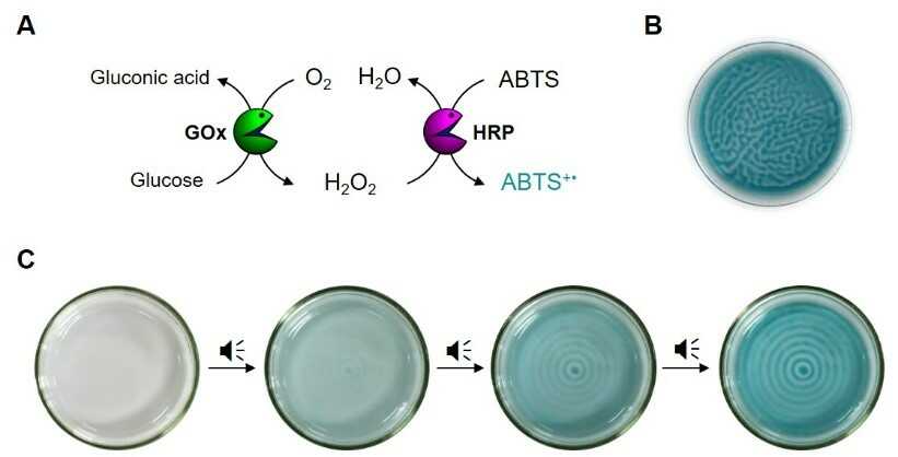 Figure 2. Audible sound-mediated spatiotemporal control over glucose/GOx/HRP/ABTS cascade reaction. (A) Schematic representation of glucose/GOx/HRP/ABTS cascade reaction. (B) The random shaped pattern generated without applying audible sound (C) Time-dependent changes of a concentric ring pattern obtained by applying an audible sound input (40 Hz).