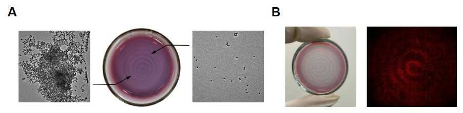 Figure 3. (A) Audible sound and enzyme-mediated spatiotemporal control of gold nanoparticle assembly. Colored concentric patterns and TEM images were taken from each region of the pattern. (B) Nanoparticle patterned hydrogel (left) and its utilization for selective cell growth (right). In the fluorescent microscope image, red spots represent HeLa cells on the patterned hydrogel surface.