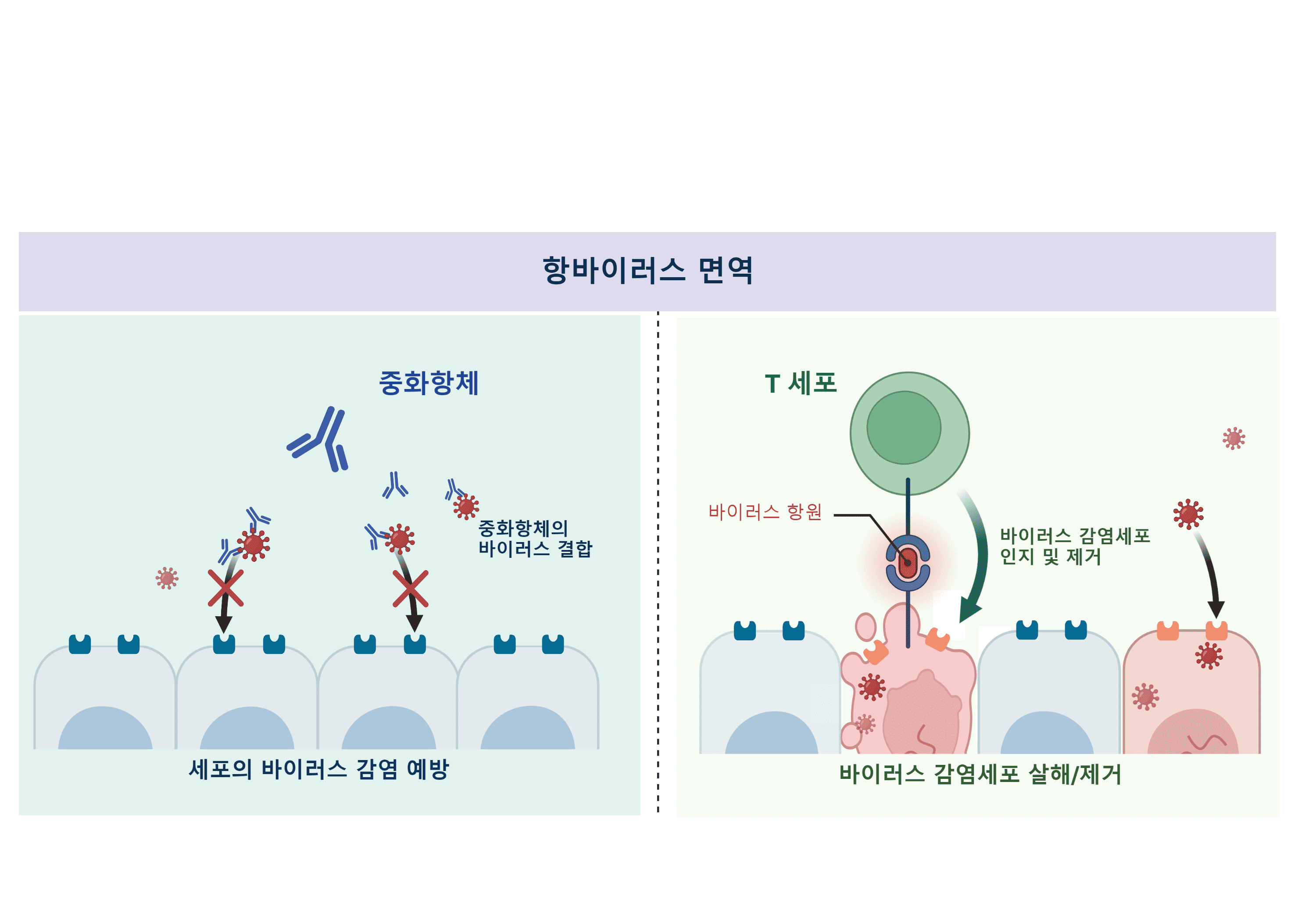 백신 접종시 유발되는 항바이러스 면역은 크게 중화항체와 기억 T세포로 나눌 수 있다. 중화항체는 세포가 바이러스에 감염되는 과정 자체를 막아줄 수 있다. 반면, T세포는 감염을 막아주지는 못하지만, 바이러스에 감염된 세포를 선택적으로 제거하여 더 이상의 바이러스 증식을 막아주어 중증 진행을 막아 줄 수 있다.