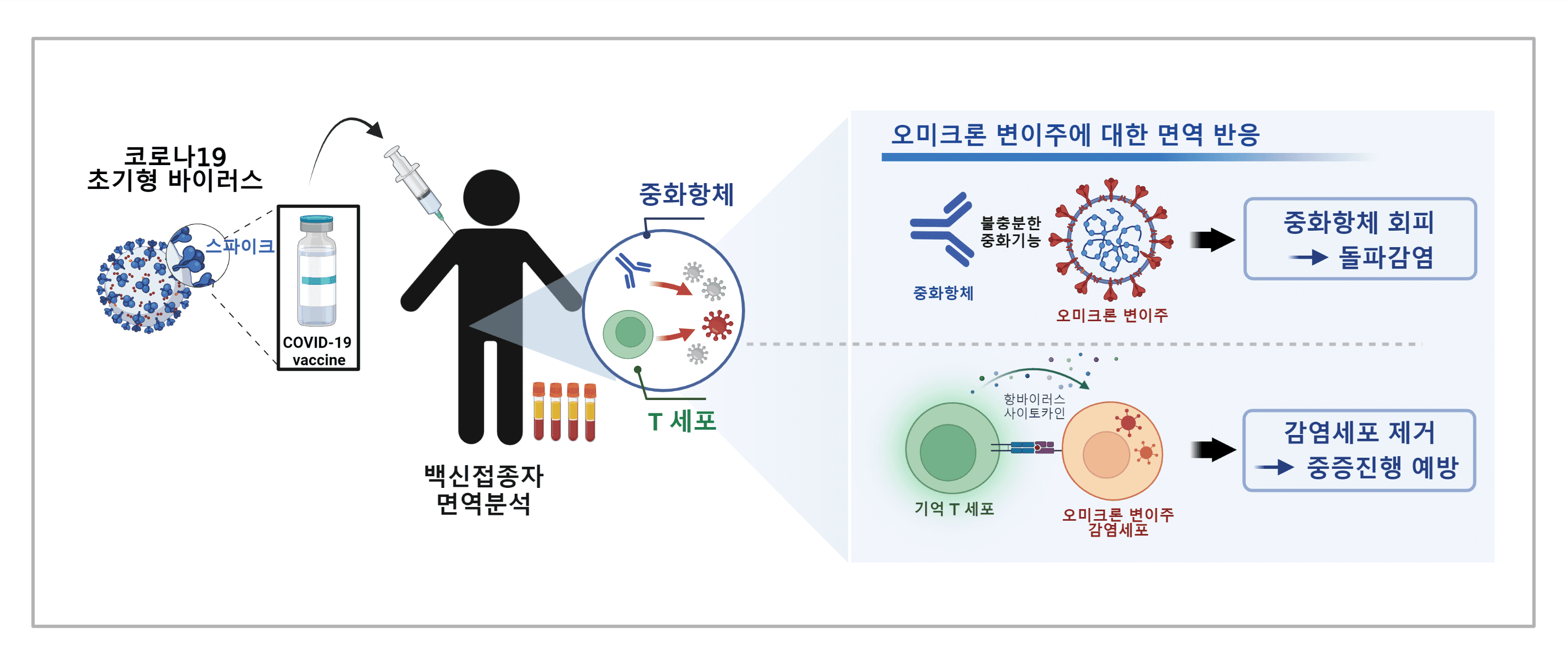 코로나19 초기형 바이러스(우한주)로 제조된 백신을 접종했을 때 유발되는 중화항체는 오미크론 변이주에 대해서는 잘 작동하지 못하는 반면, 기억 T세포는 오미크론 변이주에 대해서도 항바이러스 기능을 잘 나타낸다. 이는 코로나19 백신 접종 후에 오미크론 변이주에 의해 돌파감염이 일어날 수는 있지만 중증 진행을 예방할 수 있음을 나타내는 연구결과이다.