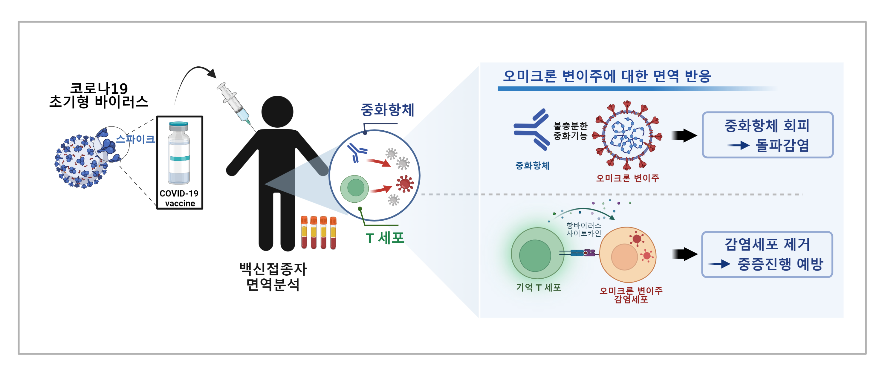 코로나19 백신에 의해 유발된 기억 T세포의 오미크론 변이주에 대한 항바이러스 작용