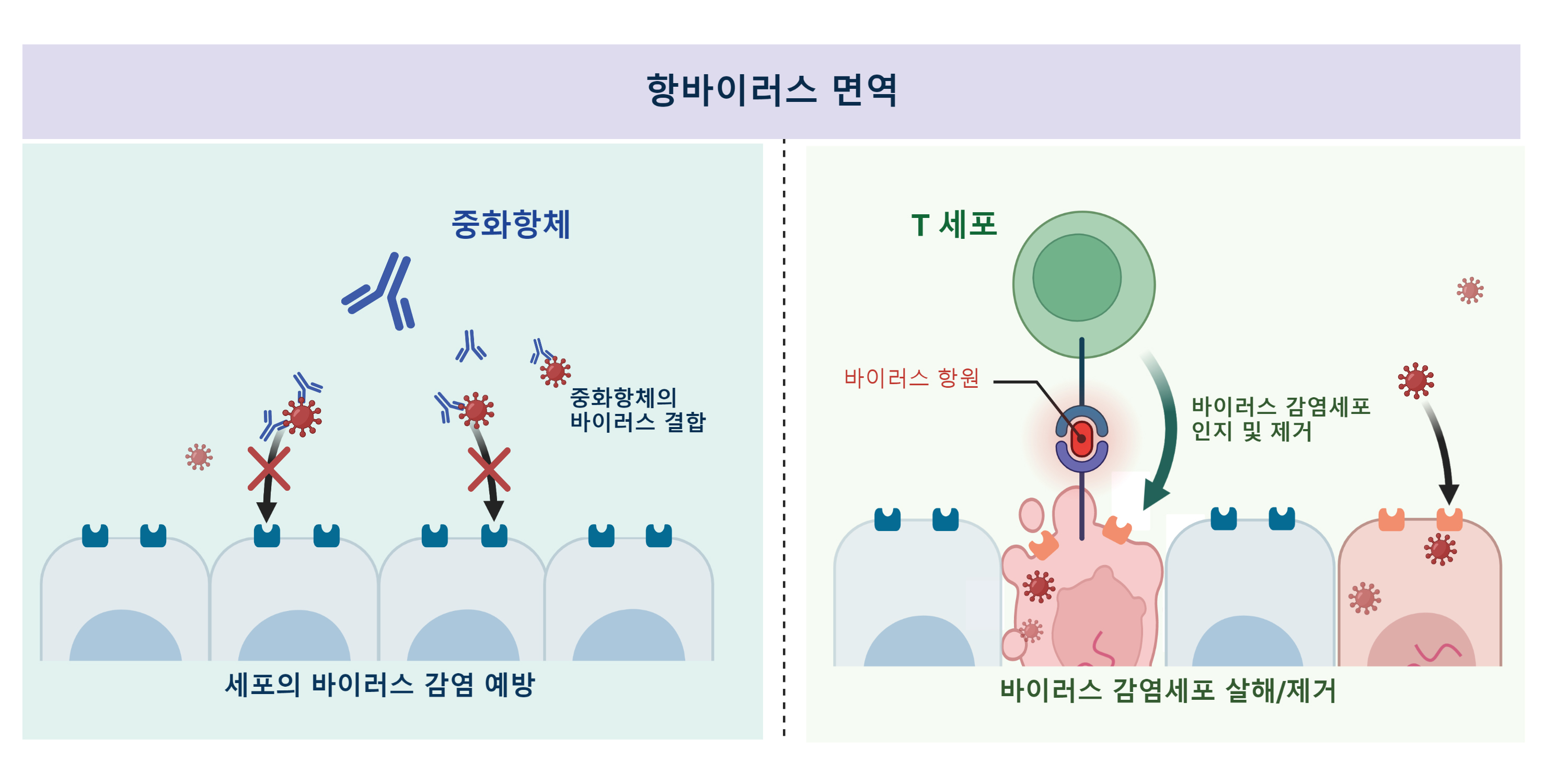 중화항체와 T세포의 항바이러스 면역 기능
            중화항체는 세포가 바이러스에 감염되는 과정 자체를 막아줄 수 있다. 반면, T세포는 감염을 막아주지는 못하지만, 바이러스에 감염된 세포를 선택적으로 제거하여 더 이상의 바이러스 증식을 막아주어 중증 진행을 막아 줄 수 있다.