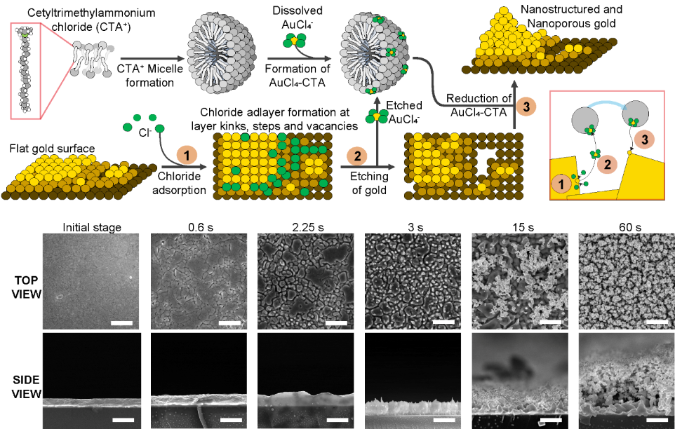 Figure 1. Mechanism to generate nanostructured and nanoporous gold surfaces based on the preferential etch and deposition of the substrate using a surfactant that forms micelles in solution, sodium chloride, and a gold salt. Applying electric pulses, first, chloride is adsorbed on the surface, then gold is etched away but captured by the surfactant micelles. Finally, it is redeposited on the substrate growing the nanostructures in the process. At the bottom, scanning electron micrographs show the formation of nanostructures and nanopores on the surface throughout the process.