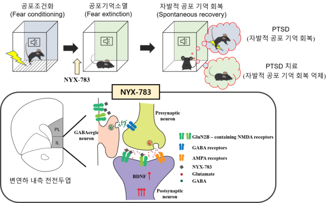 NYX-783의 PTSD 치료 효과 기전