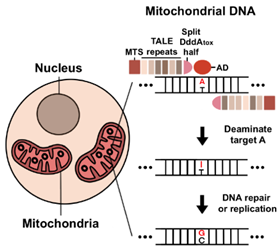 미토콘드리아 DNA에서 TALED의 아데닌 염기 교정 모식도