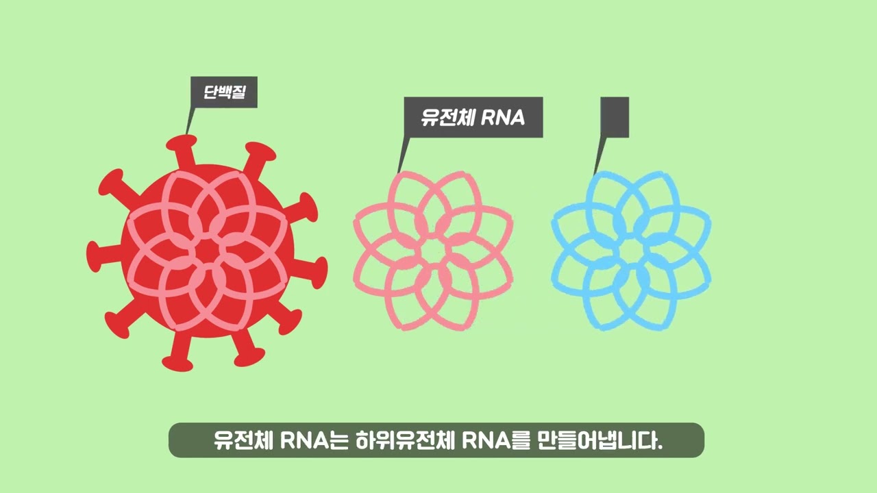 코로나바이러스 증식 원리 찾은 10살 과학천재!? 은상 김은주 영상