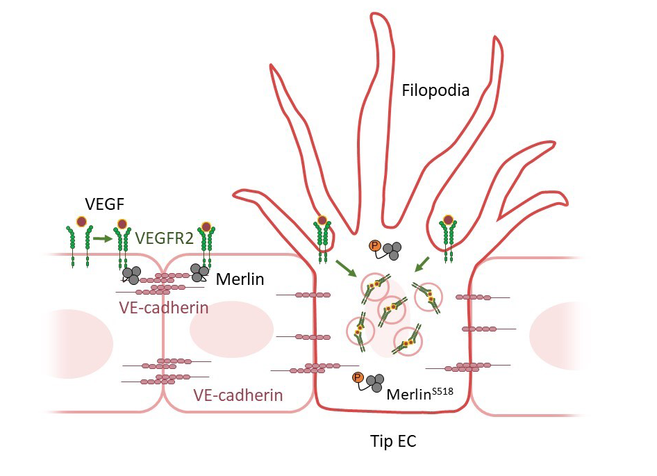 Figure 1. Endothelial Merlin plays a gatekeeping role in tip EC induction mediated through blocking VEGFR2 internalization at high VE-cadherin density