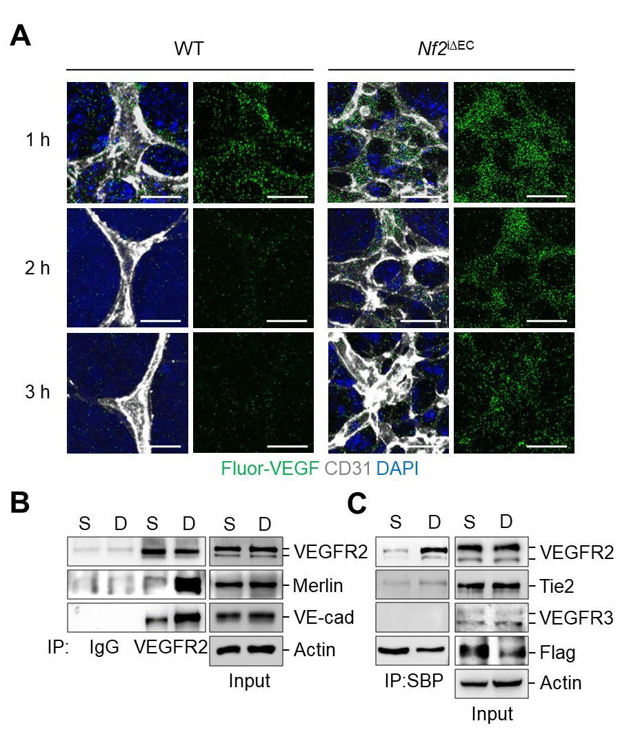 Figure 3. Changes in VEGF internalization after Merlin-depletion in EC and the physical interaction of Merlin, VEGFR2, and VE-cadherin depending on cell density