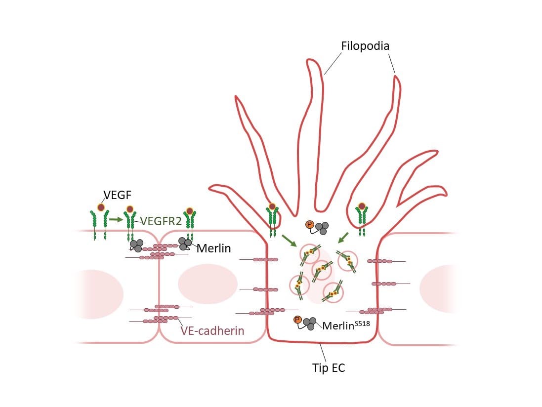 [그림1] 혈관신생 과정에서 첨단세포 활성화를 조절하는 Merlin의 수문장(Gatekeeper) 역할