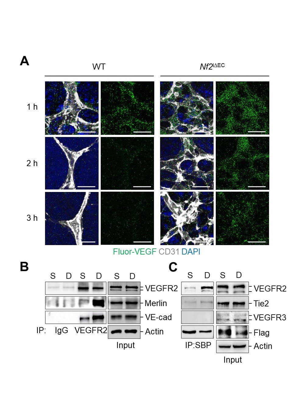 [그림 3] 혈관 특이적으로 Merlin의 발현을 억제했을 때 VEGF의 세포내 이동과 세포 결합 정도에 따른 Merlin/VEGFR2/VE-cadherin 상호작용의 변화