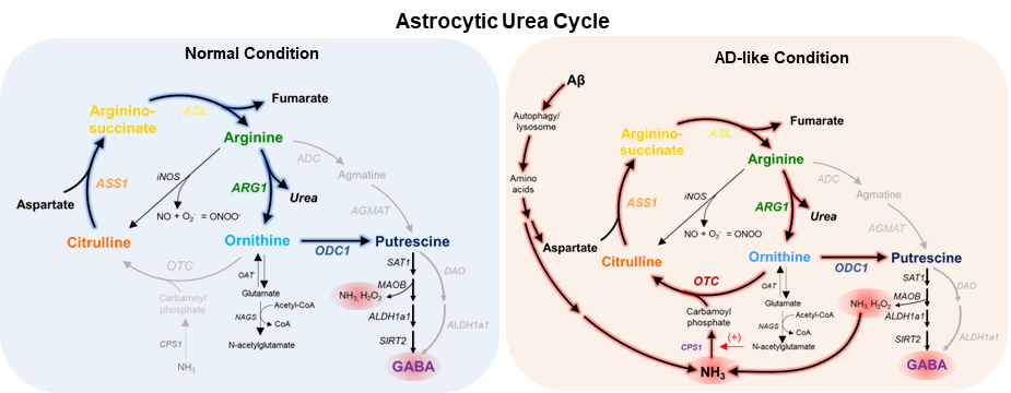 Figure 1. Next-Generation RNA Sequencing and metabolite analysis reveals that the non-cyclic urea metabolism of astrocytes turns to a cyclic state in reactive AD-like conditions.