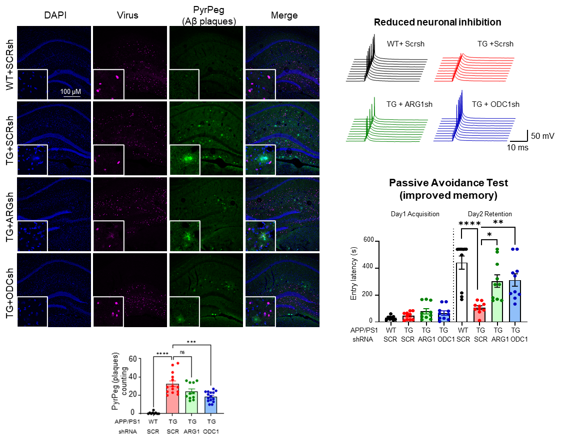 Figure 2. PyrPeg, a compound that specifically stains accumulated amyloid-beta plaques, shows that astrocyte-specific knockdown of ODC1 reduces the number of amyloid plaques in the AD mouse model brain (left). Neuronal inhibition is recovered (top right) by ODC1 silencing, as can be seen by the number of spikes produced on current injection in the hippocampus. Recovery of memory loss can be seen in the improved performance of the ODC1-silenced AD mouse in the Passive Avoidance Test (right bottom).