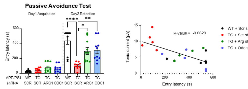 [그림 4] 별세포의 요소회로 효소(ARG1, ODC1)의 조절에 따른 기억력 회복 및 GABA와 기억력의 반비례 관계성 