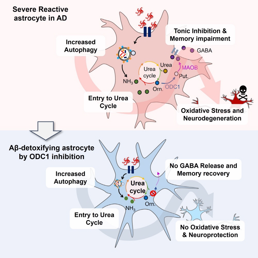 [그림 5] 별세포 ODC1 억제 조절이 알츠하이머의 새로운 치료제 개발 표적이 될 수 있음을 시사