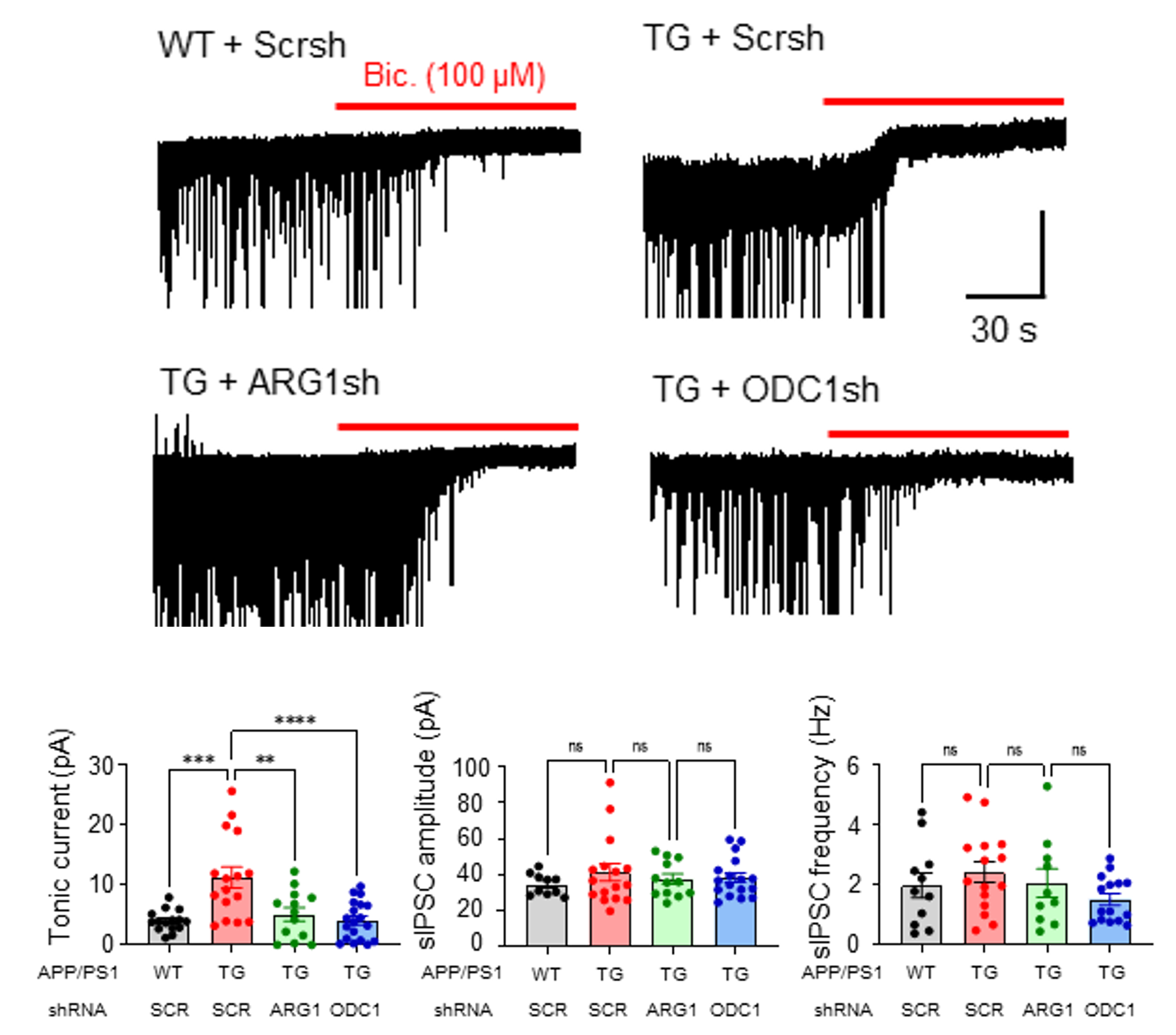 [그림 3] 요소회로 효소(ARG1, ODC1)의 조절에 따른 별세포의 GABA 분비 감소
            별세포의 요소회로 효소 (ARG1, ODC1)을 조절함에 따라 별세포에서 분비되는 GABA가 감소함을 확인하였으며, 이는 요소회로가 별세포의 GABA 생성을 조절하는 upstream 경로라는 것을 보여준다.