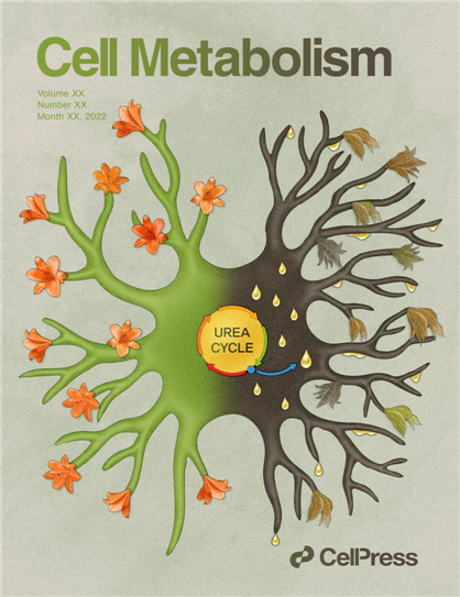 [그림 6] 별세포의 Urea cycle과 양면성을 보여주는 Cell Metabolism 커버 이미지 
            별세포의 Urea cycle이 암모니아를 해독하는 좋은 면과 푸트레신과 GABA를 생성하는 안좋은 역할을 동시에 하는 수행하는 양면성을 이미지로 형상화한 Cell Metabolism 커버 이미지.  