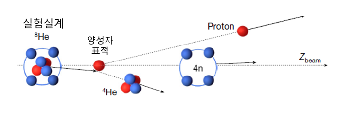 [그림] 헬륨-8 빔에서 4개의 중성자가 생성되는 과정
            쳐내기 반응은 가벼운 원자핵과 무거운 원자핵을 충돌시켜, 무거운 원자핵으로부터 일부 핵자만을 제거하는 것을 말한다. 중성자 희귀 동위원소 헬륨-8 빔(양성자 수 2, 중성자 수 6)은 양성자 표적과 반응하여 헬륨-4(양성자 수 2, 중성자 수 2)과 양성자를 방출한다. 