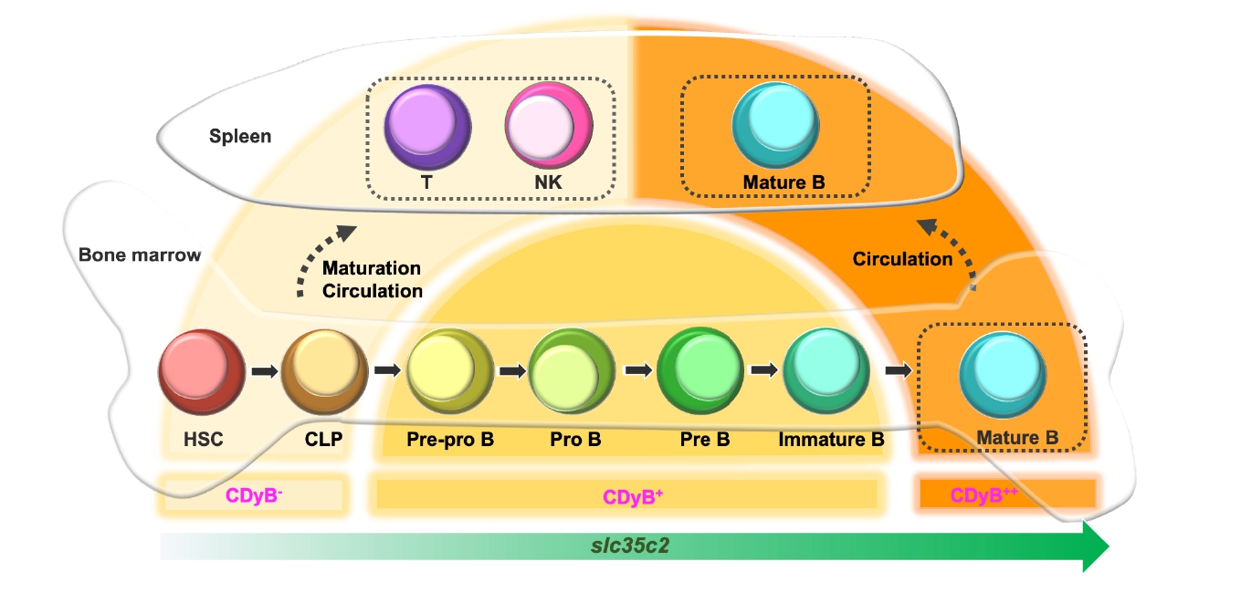 [그림 2] B세포의 발달상에 따른 CDyB의 염색 강도 변화
