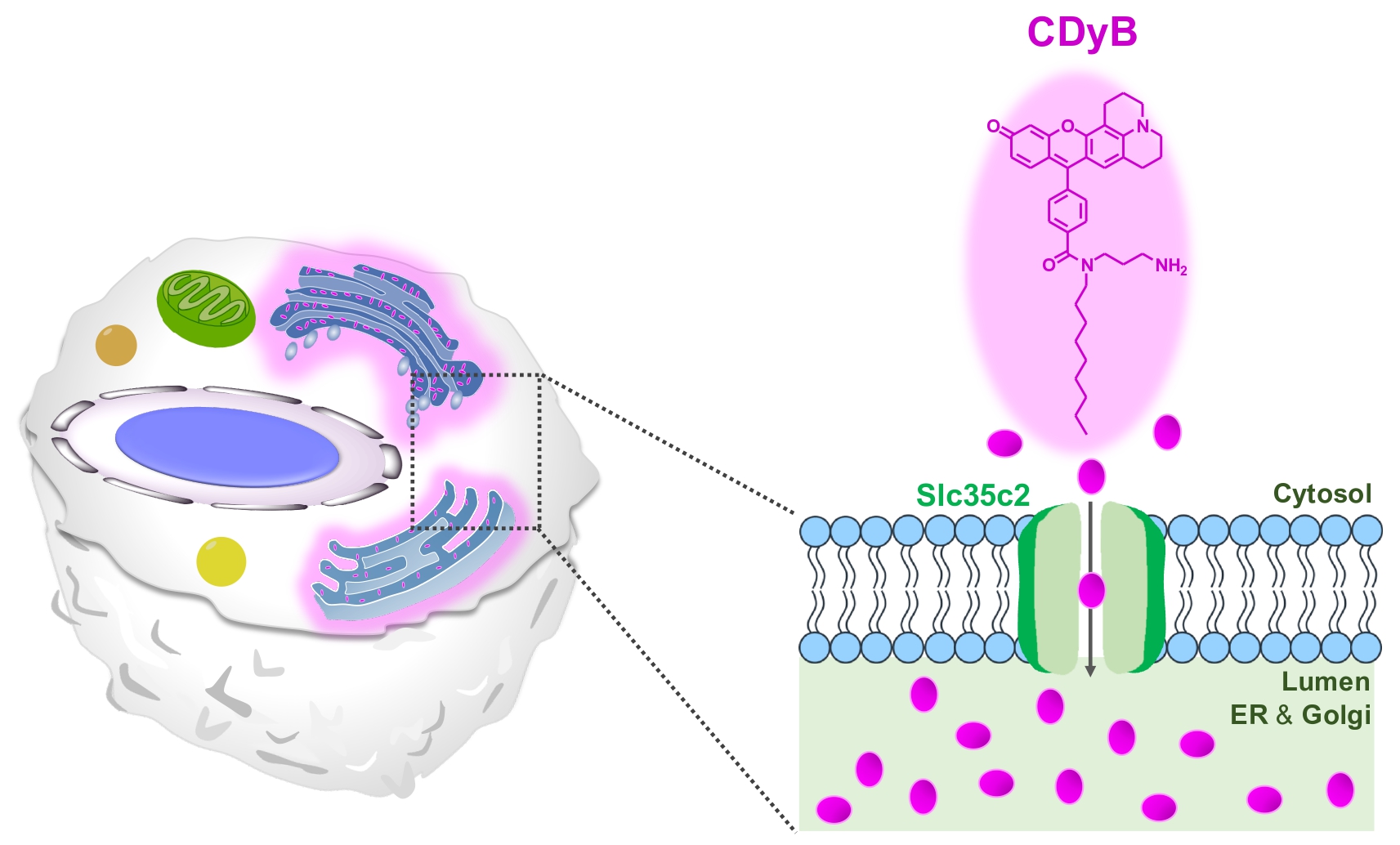 Figure 1. The proposed staining mechanism of CDyB