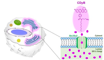 B세포 내 수송체 단백질 SLC35C2의 의해, CDyB는 B세포를 선택적으로 식별할 수 있다.