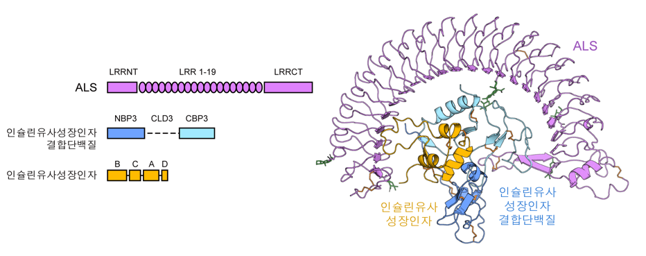 [그림1] 인슐린유사성장인자 삼중복합체 구조 규명
            초저온투과전자현미경 (Cryo-EM)을 활용한 구조생물학 연구를 통해 인슐린유사 성장인자 삼중복합체 (IGF1/IGFBP3/ALS) 분자구조를 규명함. 