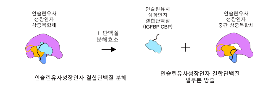 [그림3] 인슐린유사성장인자 활성화 메커니즘 규명
                인슐린유사성장인자 삼중복합체 중 IGFBP가 생체 내 단백질분해효소에 의해 잘리게 되면 불안정한 중간 삼중복합체가 형성되고, 이 과정이 인슐린유사성장인자가 활성을 나타내게 하는 중요한 핵심 과정임을 밝힘. 