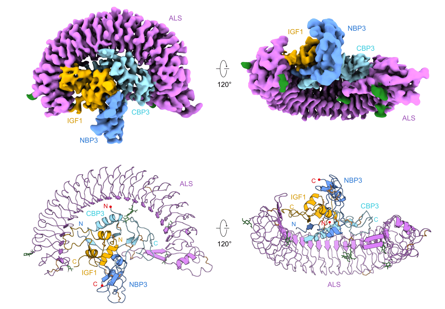 Figure 1. Cryo-EM structure of human IGF1/IGFBP3/ALS ternary complex