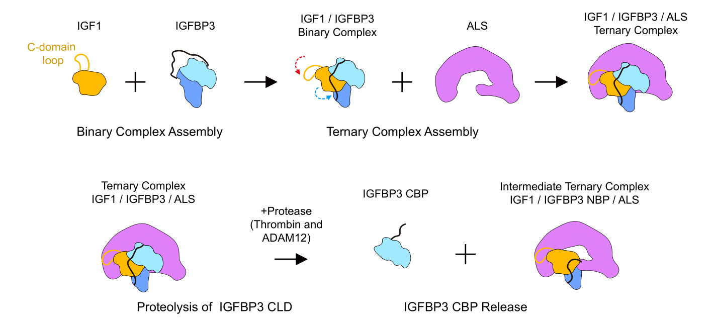 Figure 2. Proposed model for the IGF ternary complex assembly and IGF activation.