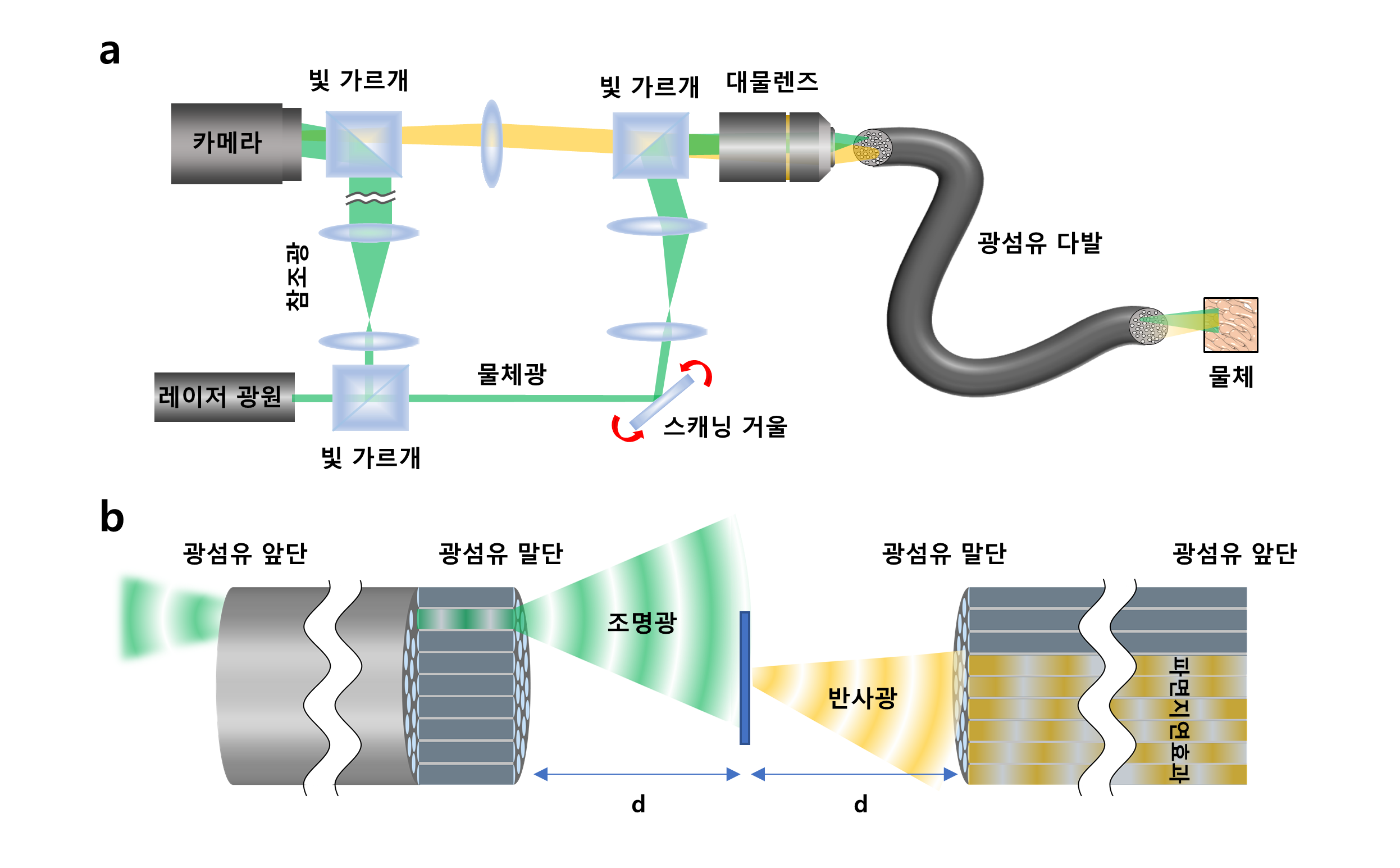 [그림1] 고해상도 광섬유 다발 반사 홀로그래피 내시경의 원리
            이번에 개발한 현미경(a)은 광섬유 다발의 단일 코어를 통해 물체를 조명하고 물체에서 반사된 신호를 다시 같은 광섬유 다발로 수집하여 반사된 빛의 정보를 기록한다. 이 때 일반적인 광섬유 다발 내시경과 다르게 물체와 광섬유 사이의 거리를 충분히 떨어뜨려(b) 고해상도 이미지를 얻었다.