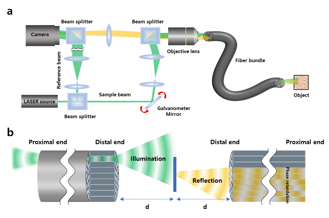 Figure 1. Experimental setup of ultrathin holographic endomicroscope. (a) The output beam from a laser is divided into sample and reference beams. The sample beam is delivered to the sample through the fiber bundle. The backscattering signal from the sample, indicated as yellow for clarity although its wavelength is identical to the incident wave, is captured by the fiber bundle and delivered to the camera. The reference beam generates an interferogram together with the signal beam at the camera. (b) Image formation principle. The angular spectrum of the sample is obtained under Fresnel conditions by separating the distance between the object and the optical fiber.