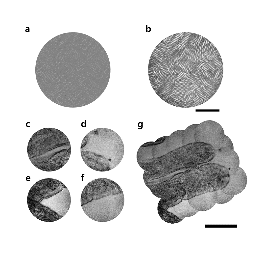 Figure 3. Microscopic imaging of villi in a rat intestine. (a) shows conventional reflectance endoscope image taken when the fiber bundle was in contact with the villi. (b) shows transmission image obtained through the fiber bundle. The LED illumination was sent from the villi to the fiber bundle. (c)-(f) display label-free reflectance images obtained using the newly developed holographic endoscope. (g) shows a reconstructed image of two villi by stitching multiple images taken over a wide region of interest. The 350-μm-diameter fiber bundle was used for image acquisition. Scale bar: 100 μm.