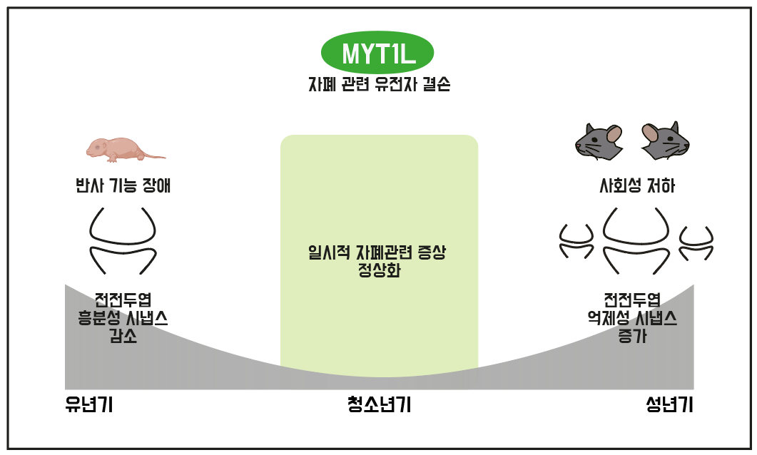 자폐 유발 유전자 중 하나인 ‘MYT1L’이 결손된 유년기 생쥐는 뇌 전전두엽에서 흥분성 시냅스가 감소하며 반사 기능 장애 등을 보인다. 이 생쥐의 자폐 증상은 청소년기에는 나타나지 않지만, 성년기가 되면 억제성 시냅스가 증가하며 사회성 저하, 반복 행동 등의 형태로 나타난다.