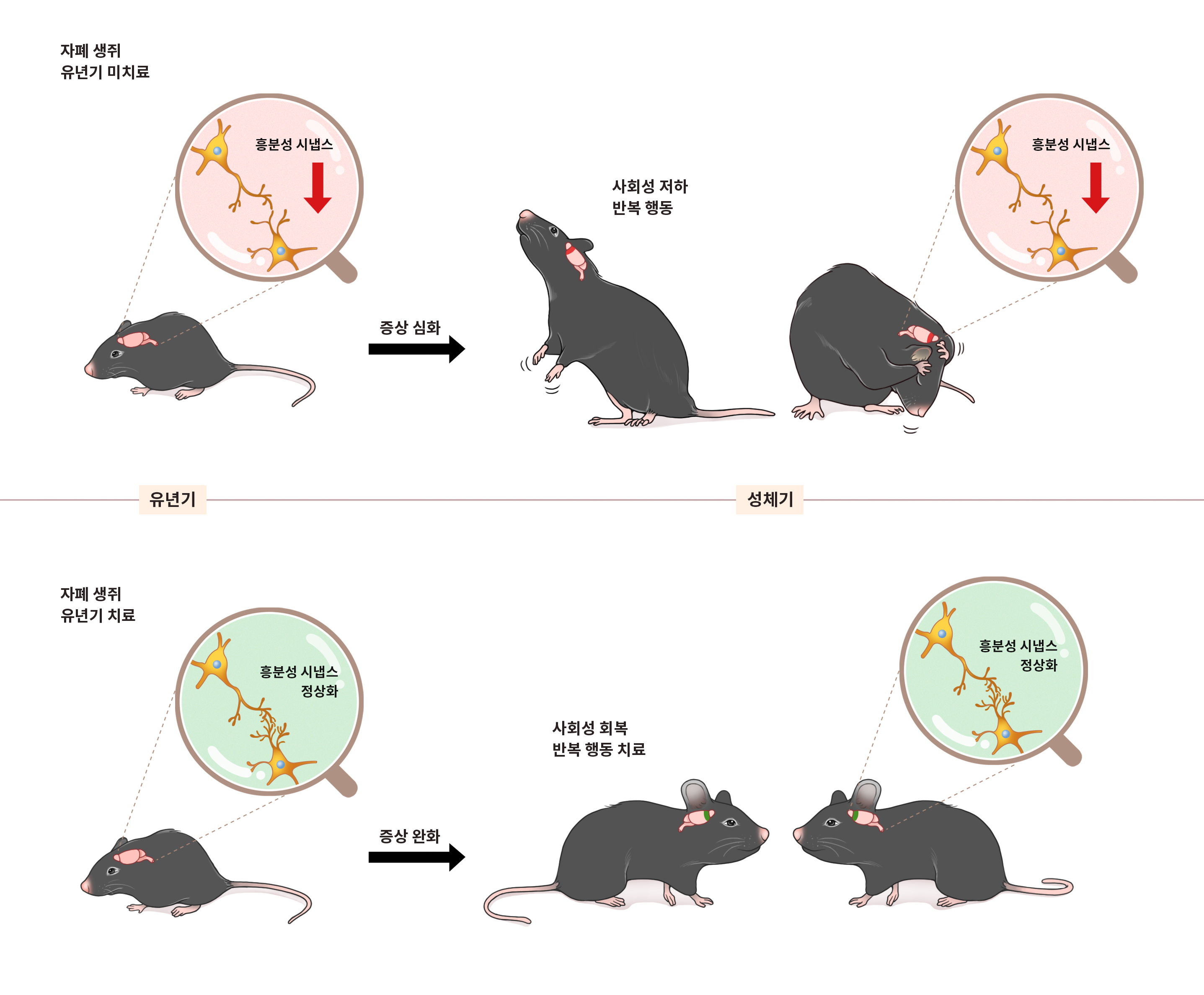 흥분성 시냅스의 수와 기능에 이상이 생기면 자폐 증상이 유발된다. IBS 연구진은 유년기 집중적 약물치료로 사회성 저하, 반복 행동 등 자폐 증상을 성체기까지도 완화됨을 동물실험으로 확인했다.