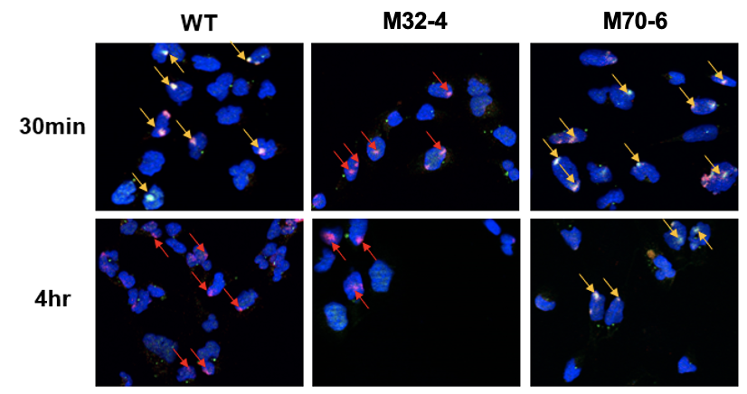 [Figure 1] Distinct role of the interactions of RPA32 and RPA70 with XPA in NER
            Cells were irradiated with UV and the colocalization of XPA with UV damage sites was visualized by fluorescence microscopy. DNA damage is highlighted by red arrows and co-localization of XPA with UV DNA is indicated by yellow arrows. In XPA-RPA32 mutant cells (M32-4), reduced XPA recruitment to DNA damage was observed. In XPA-RPA70 mutant cells (M70-6), XPA remained bound at damaged sites for an extended time. This indicates that RPA32 interaction with XPA is required for recruitment of XPA to UV-induced damage, while RPA70 interaction with XPA is important for positioning of XPA for completion of NER.
            