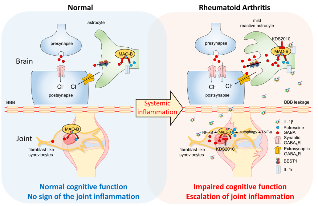 Figure 3. The inflammatory response of RA causes autophagy in FLSs to produce putrescine, which intensifies inflammation of GABA and H2O2 through the MAO-B in the joint. In chronic inflammation, increased IL-1β passes through a loose blood-brain barrier and enters the brain. Increased IL-1β in the hippocampus causes cognitive impairment by activating astrocytes and by inhibiting synapse signaling by increasing the secretion of the inhibitory neurotransmitter GABA from MAO-B. Furthermore, the use of an MAO-B inhibitor can suppress the MAO-B of FLSs and astrocytes to relieve inflammation of the joints and alleviate cognitive function.
            