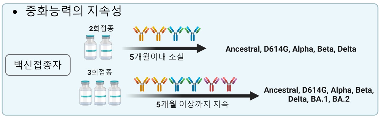 [그림2] 2회 및 3회 백신접종자의 중화항체능력
            코로나19 백신의 2회접종을 통하여 생성된 중화항체는 초기 우한바이러스, D614G형, 알파형, 베타형, 델타형의 감염으로부터 보호할 수 있는 중화능력을 가지나 5개월 이내에 중화항체가 소실된다. 그에 반해 3회 접종을 통하여 생성된 중화항체는 D614G형, 알파형, 베타형, 델타형, 오미크론 BA.1, BA.2 형 등 더욱 광범위한 변이주들의 감염으로부터 보호할 수 있는 중화능력를 가지며, 그 효과는 5개월 이상까지 유지된다.